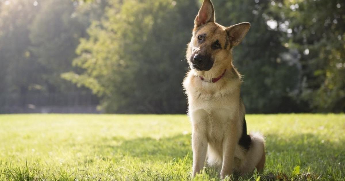 Pourquoi Les Chiens Penchent La Tete Quand Vous Leur Parlez