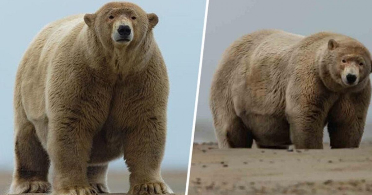 Baptisé « Fat Albert » cet ours polaire est en surpoids de 190 kilos