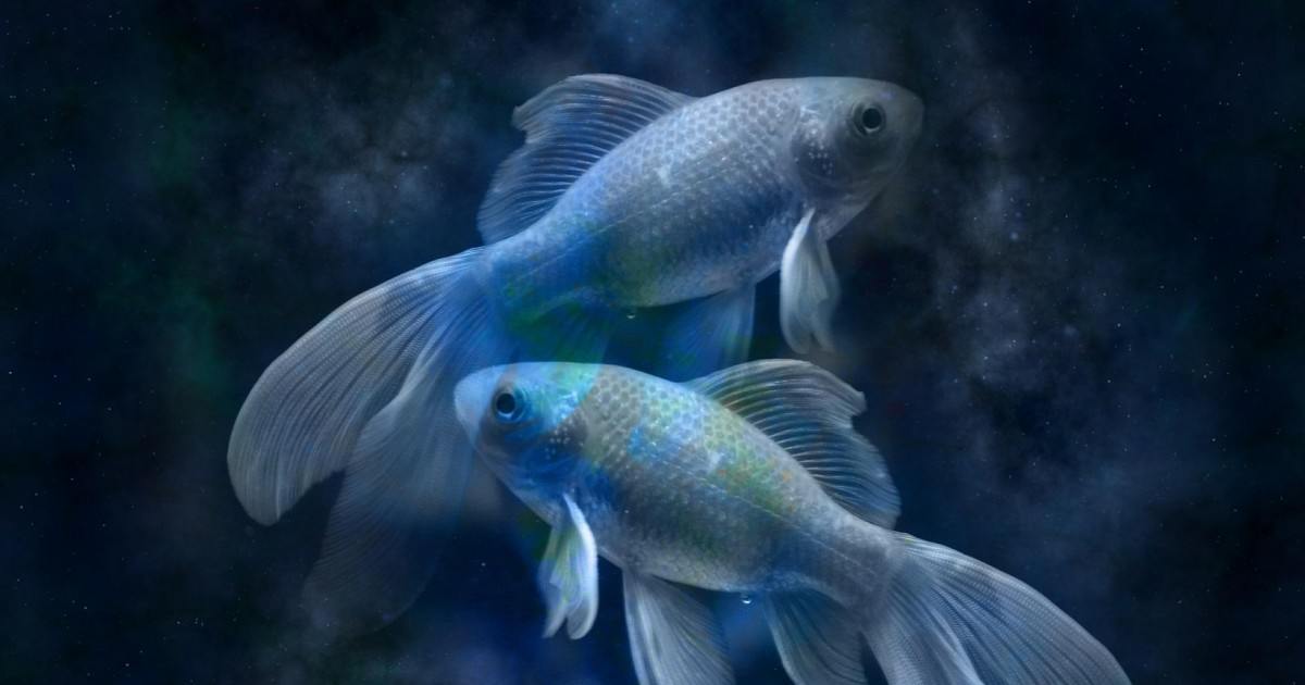 Horoscope 2020 poisson gratuit pour tous savoir sur votre avenir