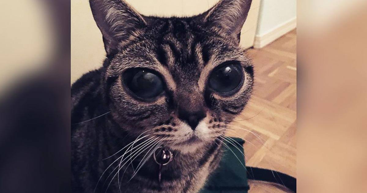 Matilda Le Chat Extraterrestre Est La Nouvelle Star Du Web