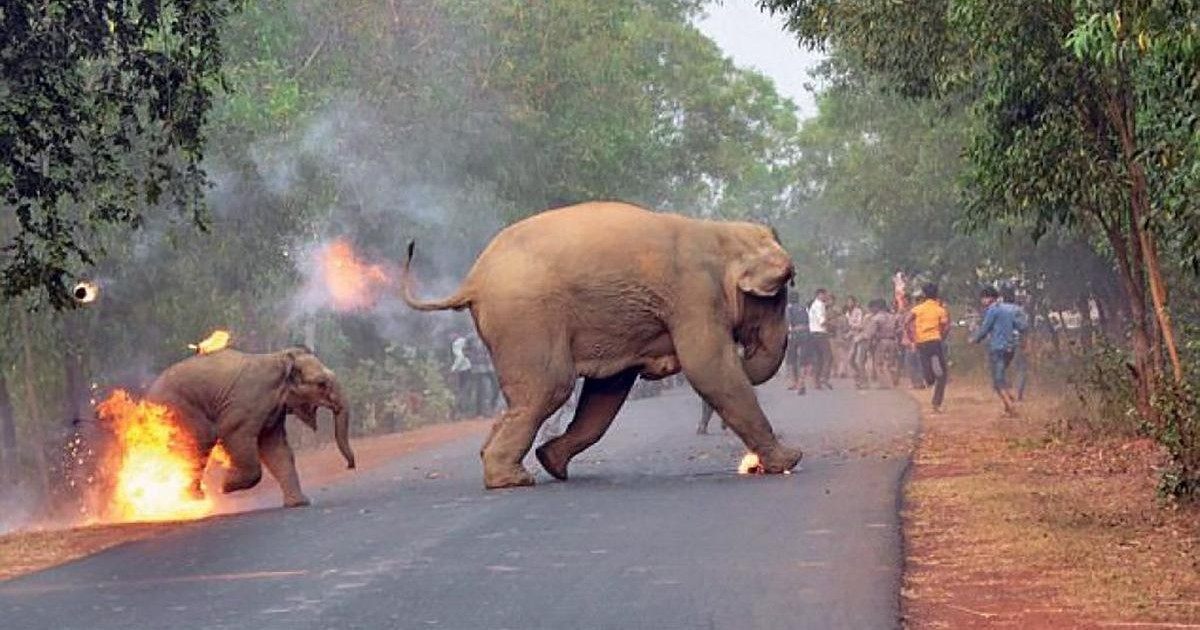 La Photo D Un Bebe Elephant Enflamme Par Une Foule Fait Scandale Dans Le Monde Entier